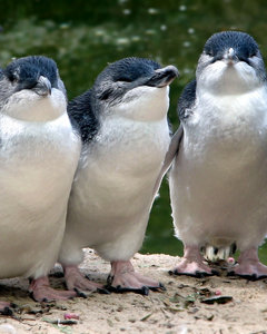 fairy penguins account