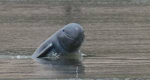 Irrwaddy Dolphin WWF Photo