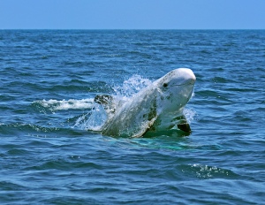 rissos dolphin