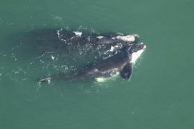 Photo taken by Florida Fish and Wildlife Conservation Commission under NOAA permit #15488 A 2-to-3-month-old calf rolls at the surface, while its mother, right whale #2123 “Couplet,” rests nearby. This is Couplet’s sixth known calf. The pair were sighted 13 miles east of Little Cumberland Island in March.