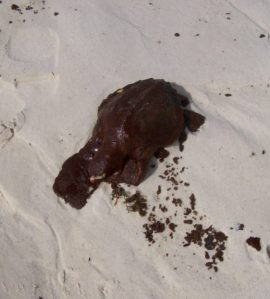 Dead LK covered with oil after BP Oil Spill in Gulf of Mexico. NOAA photo
