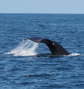 Humpback Whale Fluke. C. Coimbra photo