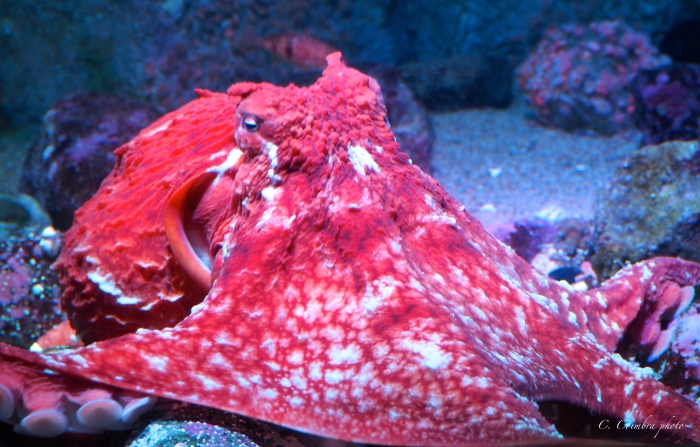 octopus pink